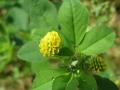 Black medic (Medicago lupulina), flower