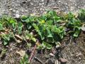 Black medic (Medicago lupulina), habit