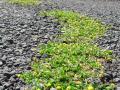 Black medic (Medicago lupulina), habit