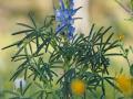 Blue lupin (Lupinus angustilofius), leaves and inflorescence