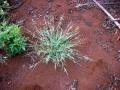 Blue signal grass (Brachiaria leersioides), habit