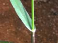 Blue signal grass (Brachiaria leersioides), stem