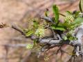 Boscia (Boscia angustifolia) flowers, Burkina Faso