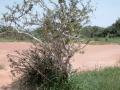 Boscia (Boscia angustifolia) habit, Burkina Faso