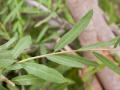 Boscia (Boscia angustifolia) leaves, Burkina Faso