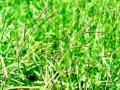 Bread grass (Brachiaria brizantha) cv Marandu, Brazil