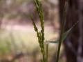 Brachiaria (Brachiaria lata), habit