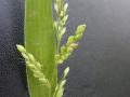 Brachiaria (Brachiaria lata) leaf and inflorescence