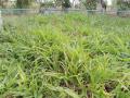 Congo grass (Brachiaria ruziziensis), habit, Thailand
