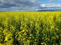 Rapeseed (Brassica rapa) field, USA