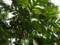 Breadfruit (Artocarpus altilis), habit, Kew Gardens, London