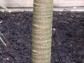 Breadfruit (Artocarpus altilis), trunk, Kew Gardens, London