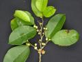 Breadnut tree (Brosimum alicastrum), flowers and leaves