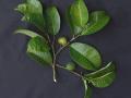 Breadnut tree (Brosimum alicastrum), fruit and foliage