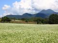 Buckwheat (Fagopyrum esculentum) full-bloom field, Japan