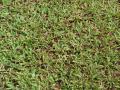 Buffalo grass (Paspalum conjugatum)