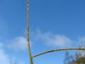 Buffalo grass (Paspalum conjugatum), seed-head, Hawaii