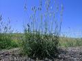 Bulbous canary grass (Phalaris aquatica), habit, Australia