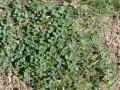 Bur clover (Medicago polymorpha), habit