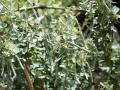 Cadaba (Cadaba farinosa) pods and leaves