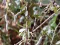 Cadaba (Cadaba farinosa) splitting pod