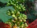 Calliandra (Calliandra calothyrsus), close-up flower