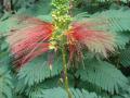 Calliandra (Calliandra calothyrsus), flowers and leaves, Hawaii