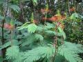 Calliandra (Calliandra calothyrsus), habit, Hawaii