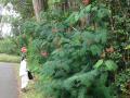 Calliandra (Calliandra calothyrsus), habit, Hawaii