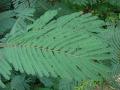 Calliandra (Calliandra calothyrsus), leaves, Hawaii