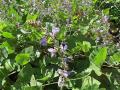 Calopo (Calopogonium caeruleum), habit