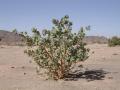 Calotropis procera, habit