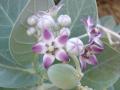 Calotropis procera flowers