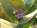 Calotropis procera