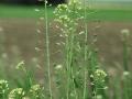 Camelina (Camelina sativa), flowers, Unterfranken, Germany