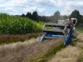 Camelina (Camelina sativa) habit and seed harvest, Versailles, France