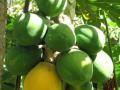 Papaya fruit at Kahanu Gardens, Maui