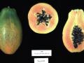 Open fruits of Carica papaya