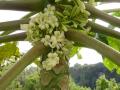 Male flowers of Carica papaya, Reunion Island