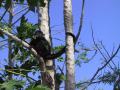 Howler monkey eating leaves of Carica papaya