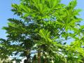 Papaya tree at Kahanu Gardens, Maui