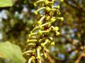 Carob tree (Ceratonia siliqua L.) female flowers