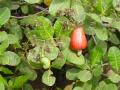 Cashew nut and apple, ripening