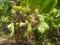 Cashew (Anacardium occidentale) nut and unripe apple