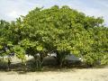 Cashew (Anacardium occidentale) tree habit, Brazil