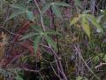 Cassava plant in a slash-and-burn cultivation system. French Guyana.