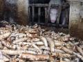 Cassava roots, Vietnam