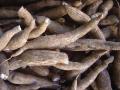 Cassava tubers, fresh