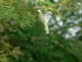 Black cutch (Acacia catechu), flowers