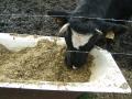 Cattle eating maize silage